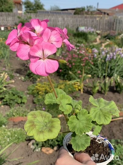 Герань пеларгония