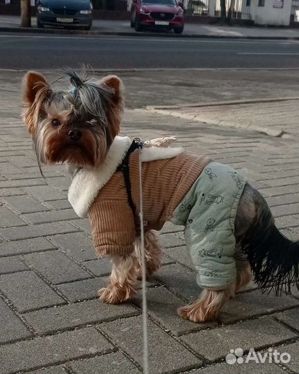 Кобель на вязку