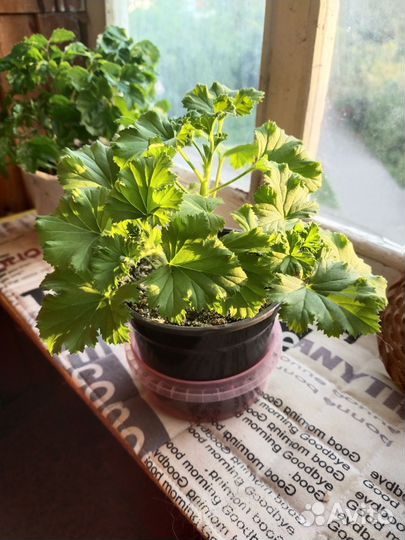 Герань королевская