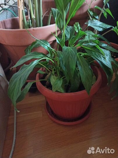 Спатифиллум в горшке