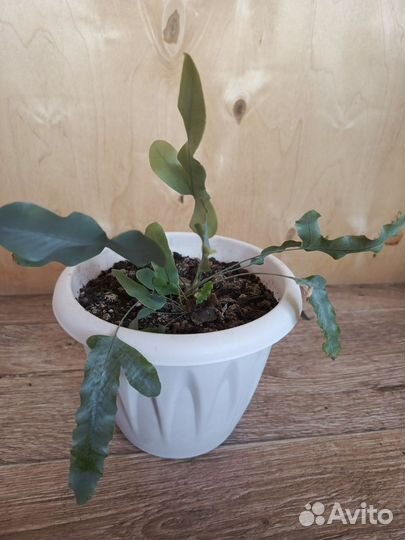 Комнатные цветы