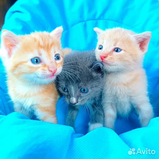 Сибирские котята
