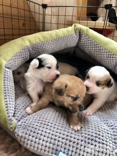 Щенки от маленькой собачки