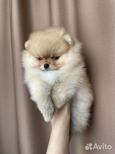 Щенки померанского шпица