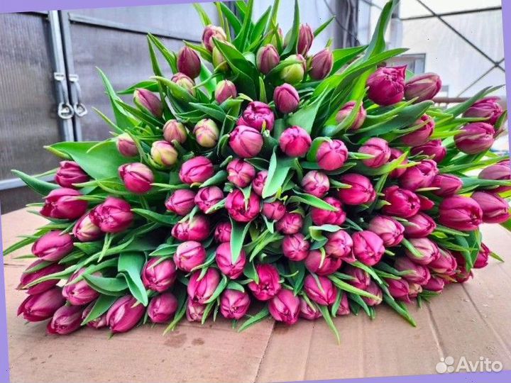 Тюльпаны к 8 марта оптом