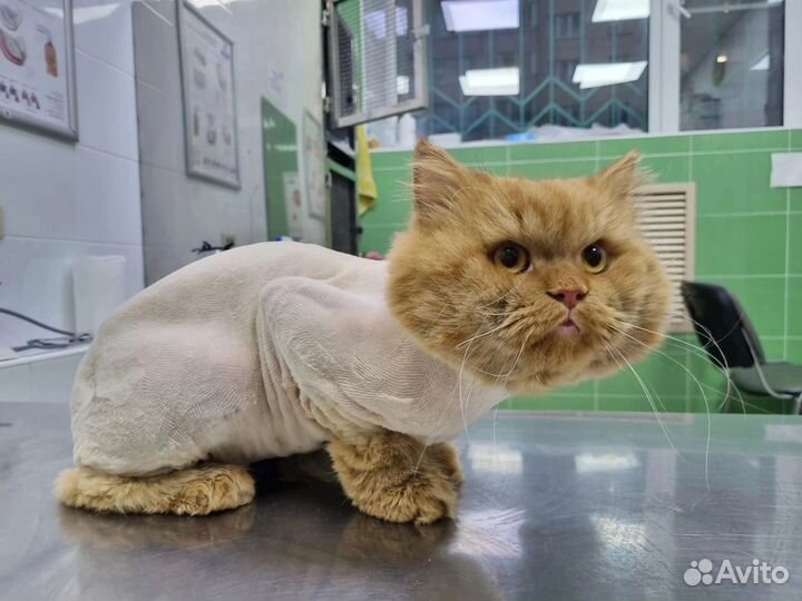 Кошка в дар