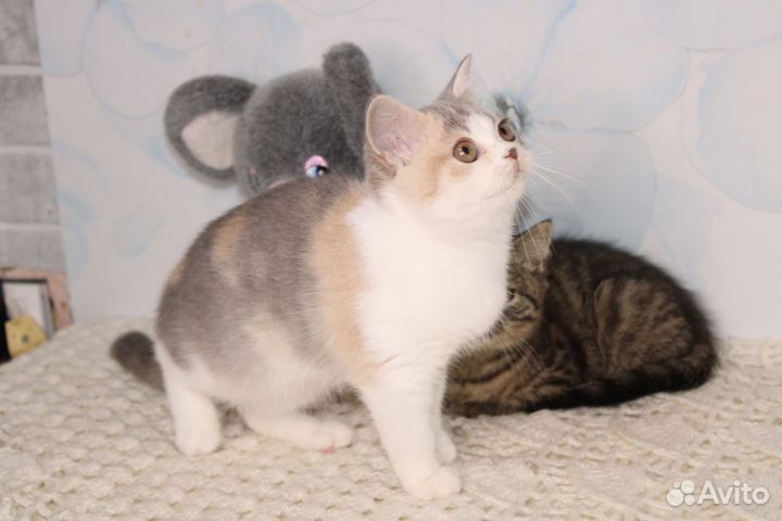 Британская черепашка