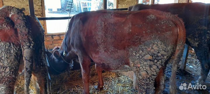 Быки и тёлочки на мясо