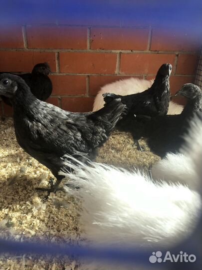 Черные куры ухейилюй
