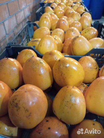 Хурма бычье сердце