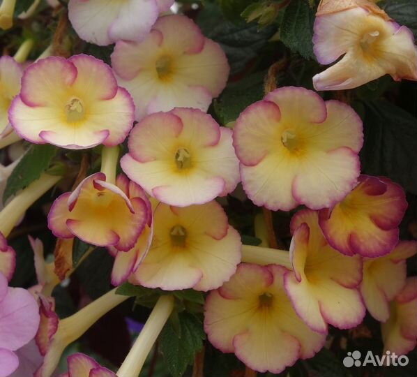 Ахименес (ризомы)