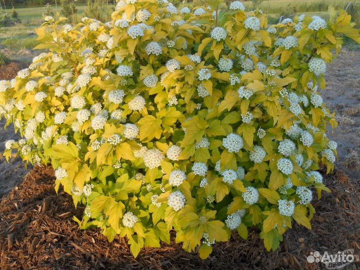 Растения для сада