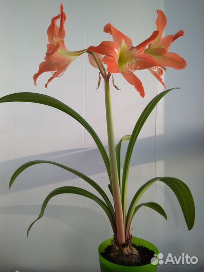 Амариллис