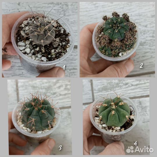 Кактусы сеянцы