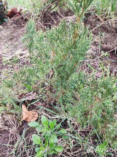 Растения для сада