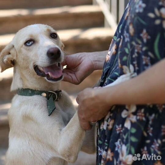 Собака в добрые руки девочка(метис хаски)