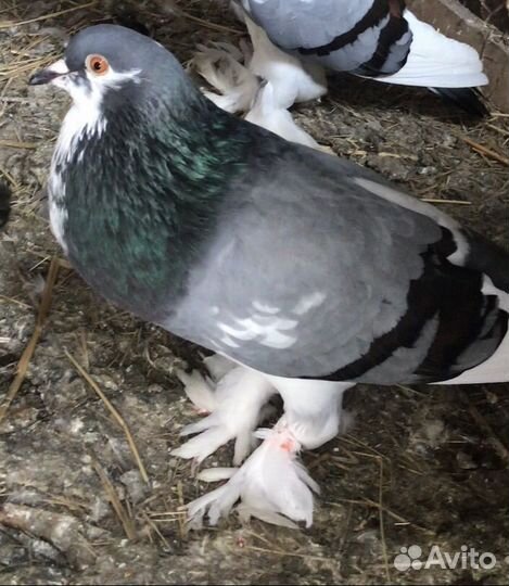 Голубка дутыш