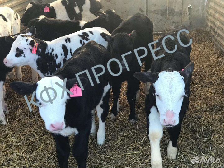 Телята бычки