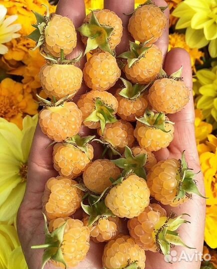 Малина желтая, семена