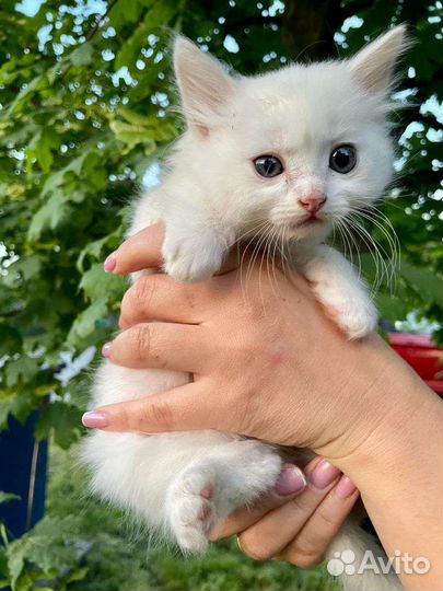 Котятки и кошечка мама в добрые руки