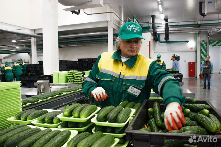 Упаковщик вахта + еда овощей\вахта