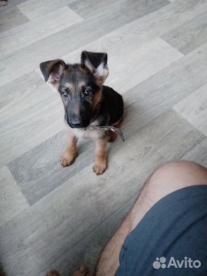 Немецкая овчарка