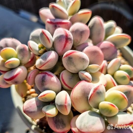 Яркие Суккуленты, Корея. Часть 2