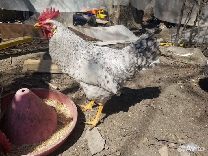 Борковская барвистая