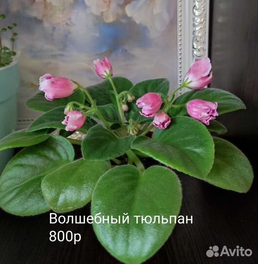 Фиалки редких сортов