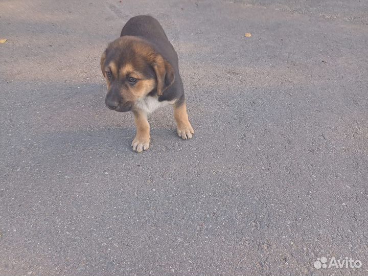 Собака в добрые руки щенок