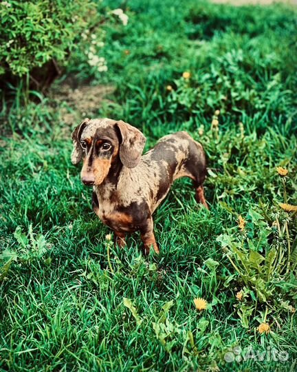 Выгул домашних животных
