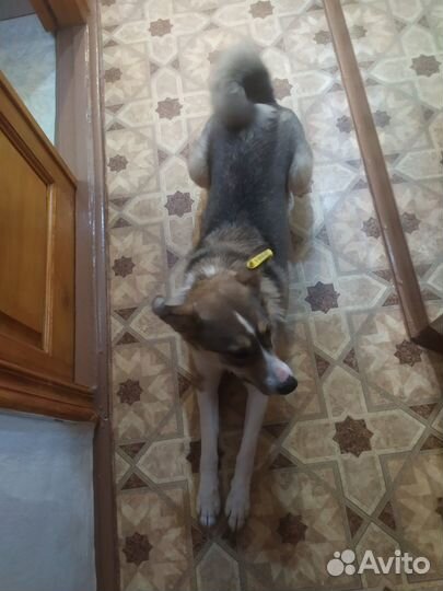 Отдам собаку в добрые руки