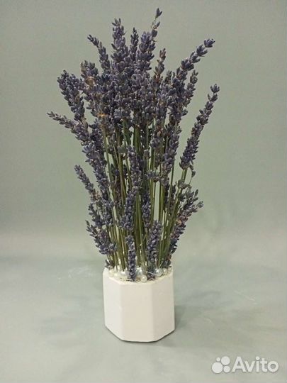 Лаванда в кашпо