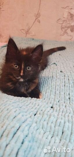 Котята мэйн кун