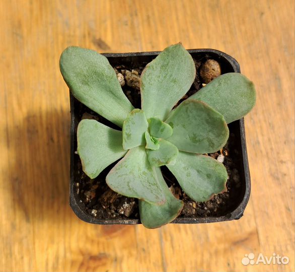 Суккуленты, каланхоэ и толстянка