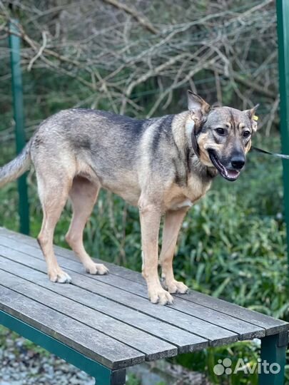 Статная овчарка девочка в добрые руки