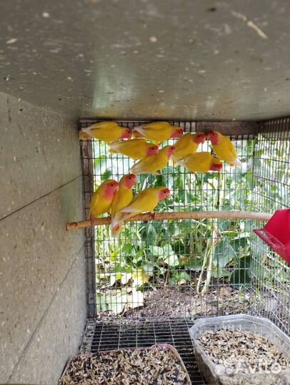 Попугаи разные