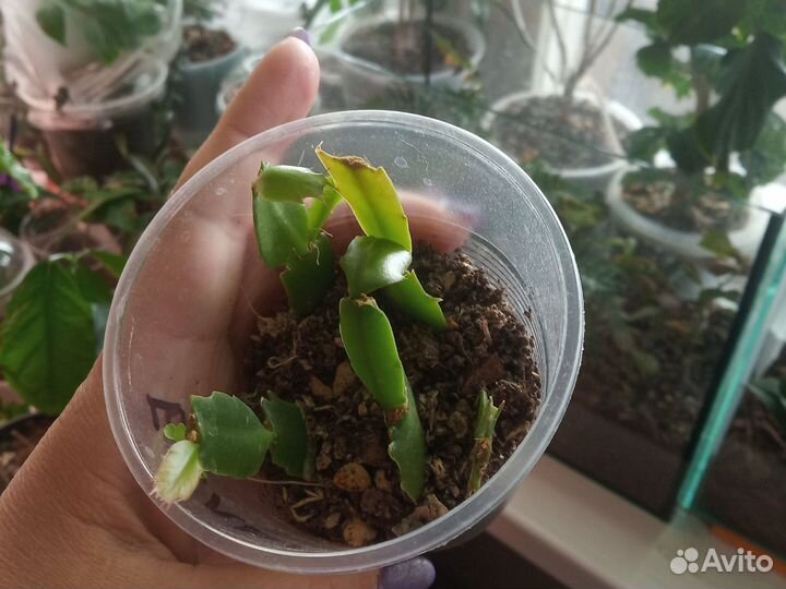 Декабрист шлюмбергера белый