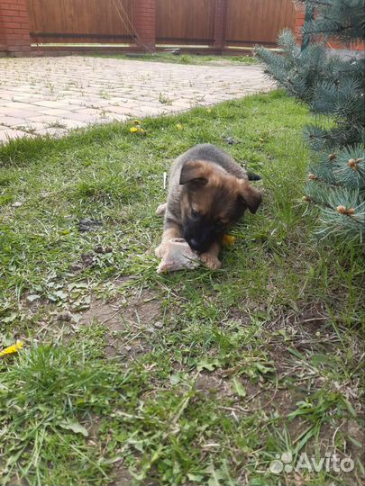 Щенки метисы овчарки
