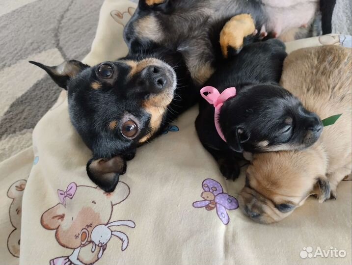 Щенки мини той терьера