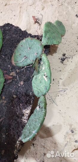 Опунция зимующая