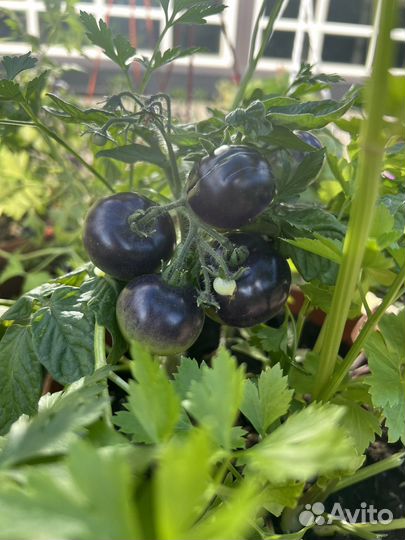 Балконный помидор черри и пряные травы