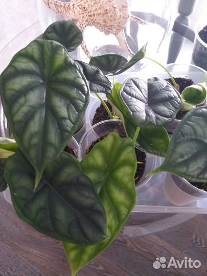 Алоказии,нобилис, ниндзя