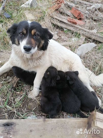 Собаки щенки бесплатно