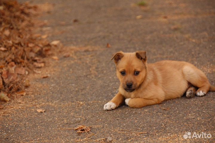 Собака в добрые руки