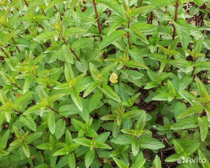 Мята перечная