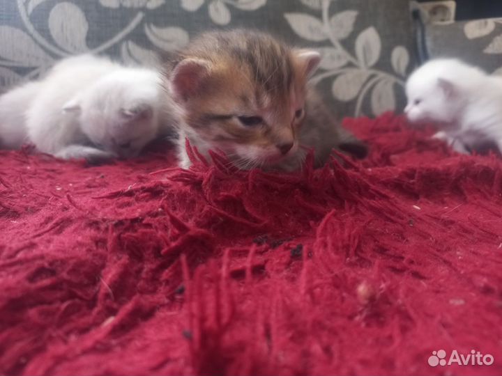 Кошка в дар бесплатно