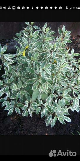 Дерен Сибирика и желтолистный Шпета