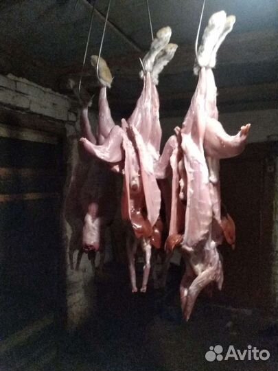 Мясо кролика
