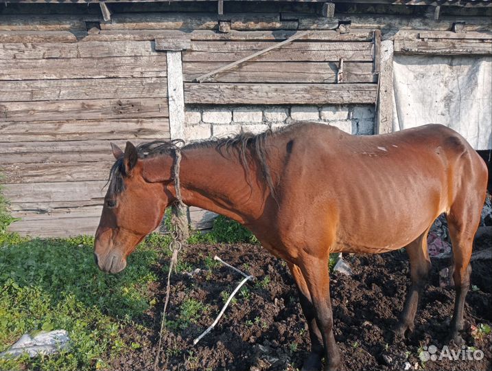 Продам Кобылу